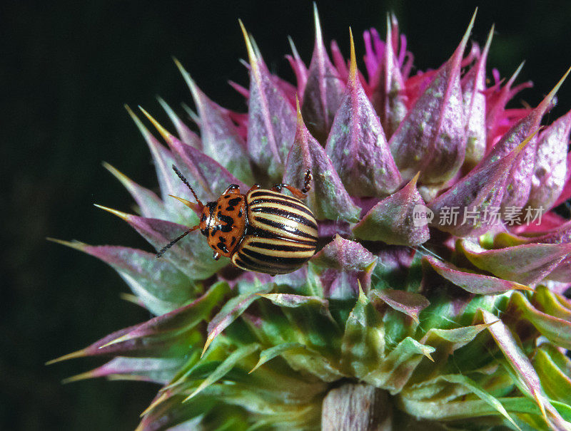 科罗拉多马铃薯甲虫(Leptinotarsa decemlineata)，在多刺的蓟花上的甲虫